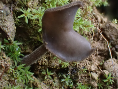 Helvella ephippium