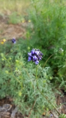 Gilia capitata chamissonis