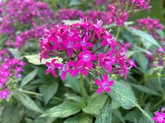 Pentas lanceolata