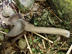 Helvella ephippium