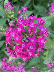 Pentas lanceolata