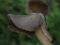 Helvella ephippium