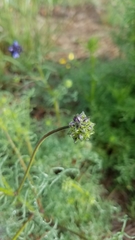 Gilia capitata chamissonis