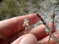 Polygonella ciliata