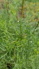 Gilia capitata chamissonis