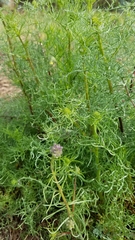 Gilia capitata chamissonis