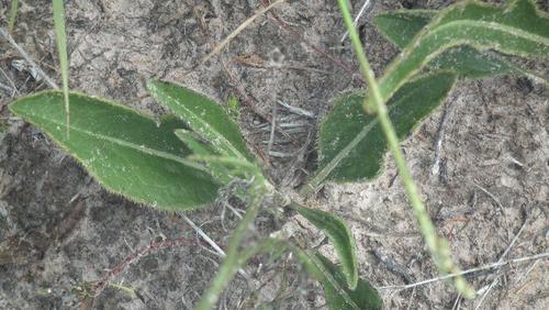 Cephalaria oblongifolia (Cephalaria oblongifolia)