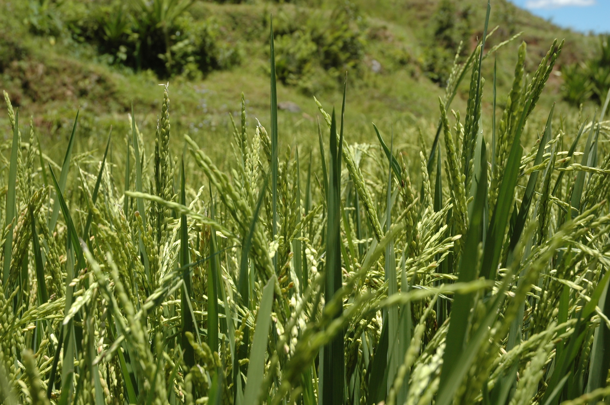(c) thierrycordenos, certains droits réservés (CC BY-NC) https://www.inaturalist.org/observations/96781727