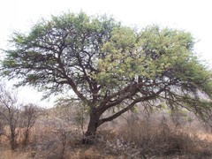 Vachellia erioloba
