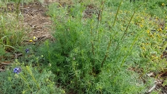 Gilia capitata chamissonis