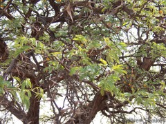 Vachellia erioloba