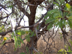 Vachellia erioloba