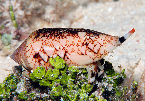 Conus legatus observed 2008-04-20