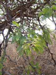 Vachellia erioloba