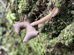 Helvella ephippium