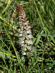 Lachenalia contaminata