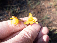 Eulophia hians inaequalis