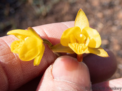 Eulophia hians inaequalis