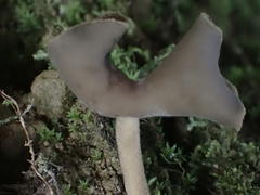 Helvella ephippium
