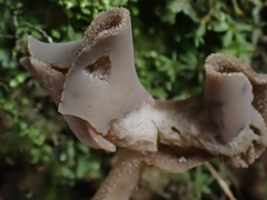 Helvella ephippium