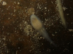 Helobdella stagnalis