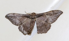 Hyposidra infixaria