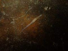 Helobdella stagnalis