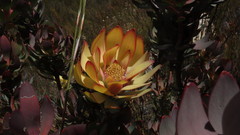 Leucadendron barkerae