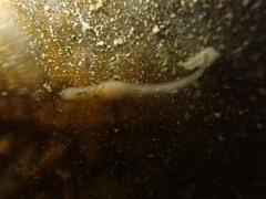 Helobdella stagnalis