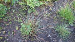 Poa glauca