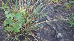 Poa glauca