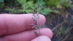Poa glauca