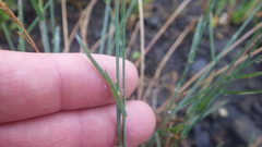 Poa glauca