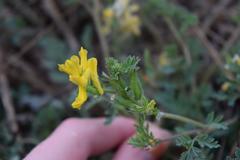 Corydalis micrantha