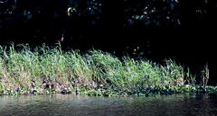 Echinochloa pyramidalis