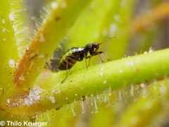 Setocoris bybliphilus