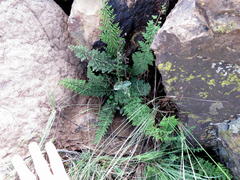 Cheilanthes parviloba