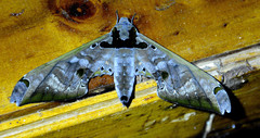 Adhemarius sexoculata