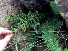 Cheilanthes parviloba