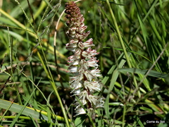 Lachenalia contaminata