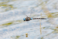 Rhionaeschna jalapensis