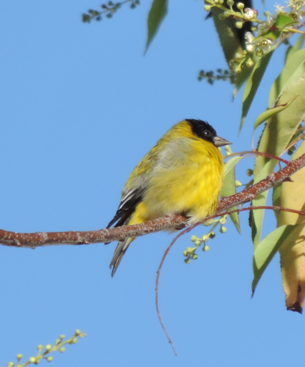Spinus magellanicus image
