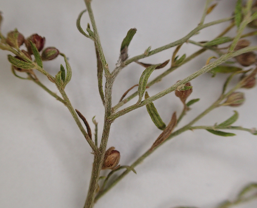 Lechea maritima var. virginica