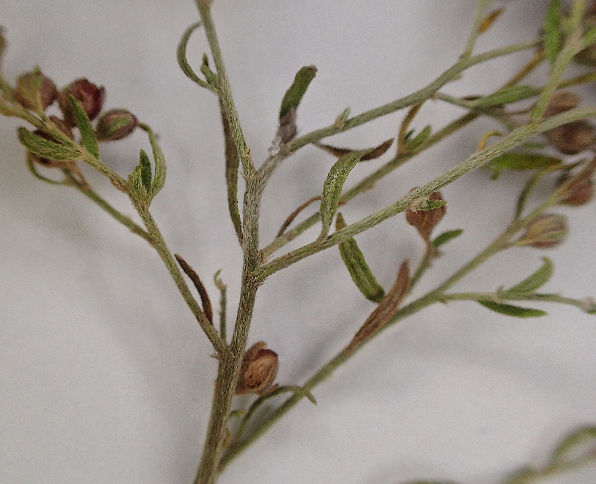 Lechea maritima var. virginica