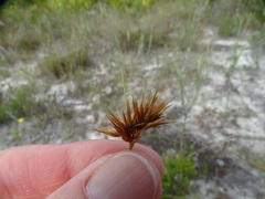 Rhynchospora megaplumosa