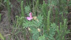 Tephrosia grandiflora