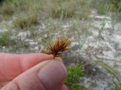 Rhynchospora megaplumosa