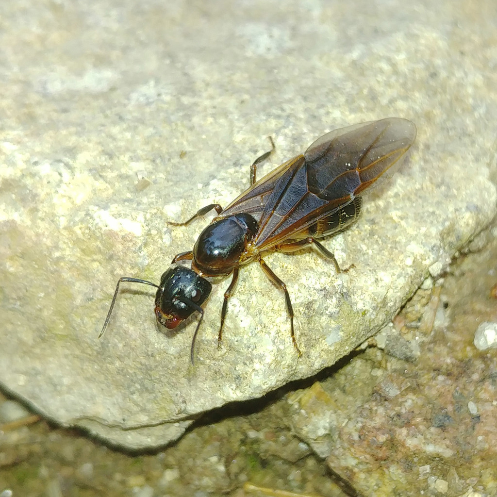 Brown-black Carpenter Ant