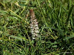 Lachenalia contaminata