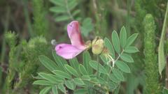 Tephrosia grandiflora